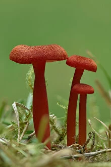 Vermilion waxcap fungi (Hygrocybe miniata) Buckinghamshire, England, UK, September