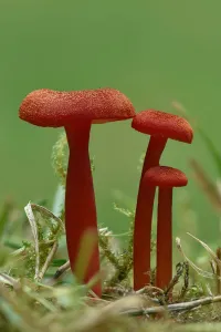 Waxcap Prints: Vermilion waxcap fungi (Hygrocybe miniata) Buckinghamshire, England, UK, September