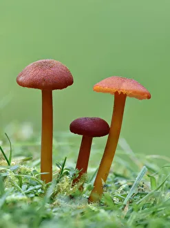 Vermillion Waxcap (Hygrocybe miniata) Group of three toadstools, Buckinghamshire