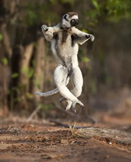 Jumping Gallery: Verreauxs sifaka lemur (Propithecus verreauxi) dancing or skipping across open ground