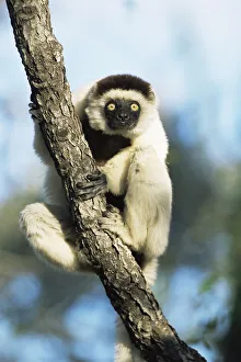 Verreauxs sifaka {Propithecus v verreauxi} Anjhamolo spiny forest Madagascar