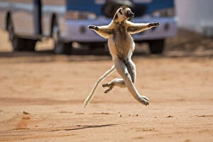 Verreauxs sifaka (Propithecus verreauxi) running across a road with bus in background