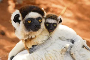 Verreauxs sifaka (Propithecus verreauxi) female carrying baby, Berenty Private Reserve