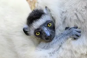Verreaux's sifaka (Propithecus verreauxi) infant, aged 2-3 months, clinging to mother's fur, Kirindy Forest, Manabe, western Madagascar. Critically endangered
