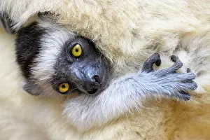 Propithecus Majori Prints: Verreaux's sifaka (Propithecus verreauxi) infant