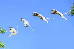 Jumping Prints: Verreaux's sifaka (Propithecus verreauxi) leaping between trees in forest canopy