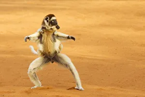 Lemurs Prints: Verreauxs sifaka (Propithecus verreauxi) running with young on back, Berenty Reserve