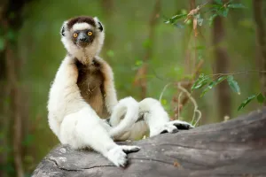 Relaxation Prints: Verreaux's sifaka (Propithecus verreauxi) sitting on log in forest