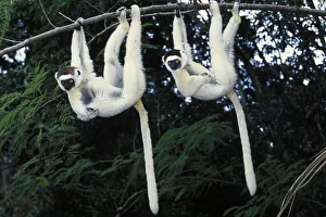 Two Verreauxs sifakas (Propithecus verreauxi) hanging from a branch, Nahampoana reserve