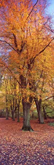 Vertical panoramic of autumnal Beech tree (Fagus sylvatica) Hampstead Heath, London