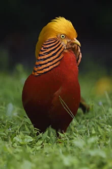Images Dated 23rd September 2017: A vertical portrait of a male Golden pheasant (Chrysolophus pictus) standing