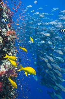 Reef Gallery: The vertical reef wall at Shark Reef, Ras Mohammed, with Scalefin anthias