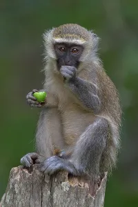 June 2023 Highlights Prints: Vervet (Chlorocebus pygerythrus) sitting on tree stump eating fruit, Uganda