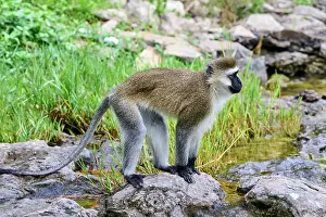 Monkey Prints: Vervet monkey (Chlorocebus pygerythrus) standing on a boulder, Kivu Lake, Rwanda