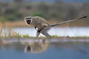 Stealing Prints: Vervet monkey (Chlorocebus pygerythrus) walking cautiously with a stolen egg