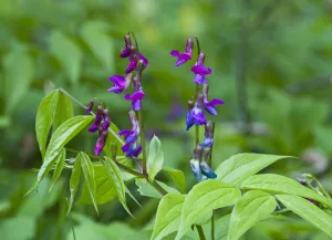 Images Dated 18th May 2009: Vetch (Lathyrus odoratus) in flower, Matsalu National Park, Estonia, May 2009