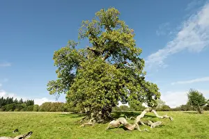European Chestnut Prints: Veteran Sweet chestnut (Castanea sativa) trees planted in the formation of the Spanish Armada