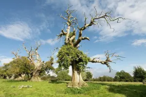 European Chestnut Prints: Veteran Sweet chestnut (Castanea sativa) trees planted in the formation of the Spanish Armada