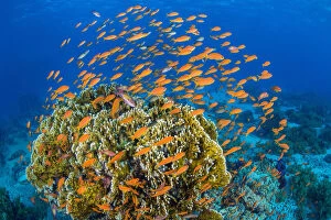 Vibrant Red Sea reef scene, with orange female Scalefin anthias (Pseudanthias squamipinnis)