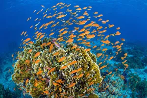 Vibrant Red Sea reef scene, with orange female Scalefin anthias (Pseudanthias squamipinnis)