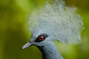 Images Dated 7th September 2007: Victoria crowned pigeon (Goura victoria) head portrait, vulnerable species, captive