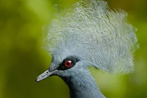 Victoria crowned pigeon (Goura victoria) head portrait, vulnerable species, captive