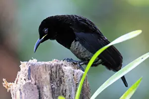 Paradisaeidae Prints: Victoria's riflebird (Ptiloris victoriae) male