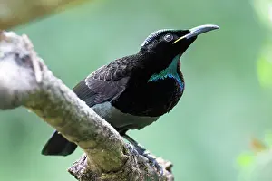 Paradisaeidae Prints: Victoria's riflebird (Ptiloris victoriae) male