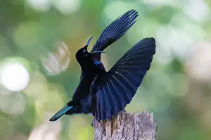 Paradisaeidae Prints: Victoria's riflebird (Ptiloris victoriae) male