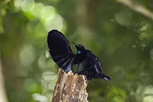 Songbirds Prints: Victorias riflebird (Ptiloris victoriae) male displaying in rainforest