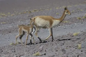 High Altitude Collection: Vicuna (Vicugna vicugna) mother with young, Laguna Hedionda, Altiplano, Bolivia