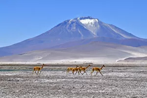 Andes Gallery: Vicuna (Vicugna vicugna), five running across salt flat with mountain in background