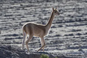 Images Dated 26th April 2017: Vicuna (Vicugna vicugna) Uyuni, Altiplano, Bolivia