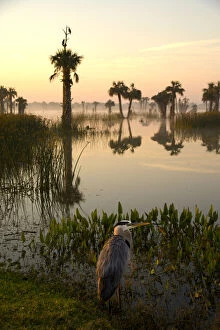 Ardea Herodias Gallery: Viera Wetlands at sunrise with Great Blue Heron (Ardea herodias) in the foreground
