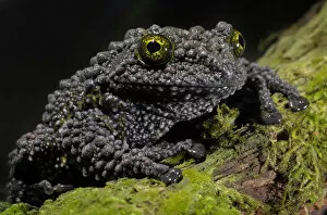Weird and Ugly Creatures Gallery: Vietnamese Mossy Frog {Theloderma corticale} captive, from Vietnam
