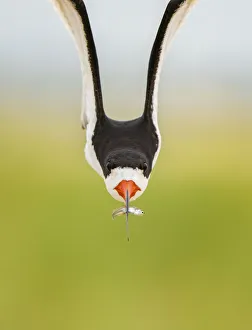 Front view of an adult Black skimmer (Rynchops niger) in flight carrying a fish