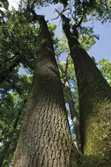Images Dated 3rd June 2009: View up an Ash (Fraxinus sp) tree, in a forest, near Muilovcica village, Lonjsko Polje Nature Park