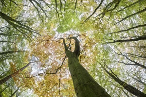 Images Dated 30th October 2015: View up towards Beech (Fagus sylvatica) woodland canopy. Derbyshire, UK. October
