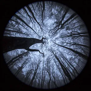 View up to Beech (Fagus sylvatica) woodland canopy in winter, photographed with a