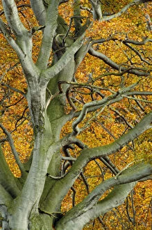 Images Dated 26th January 2010: View up into Beech tree (Fagus sylvatica) in autumn, Berwickshire, Scotland, UK, October