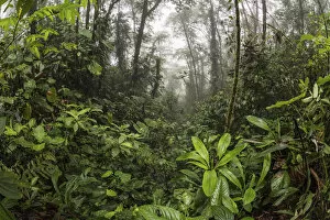 Images Dated 21st April 2020: View of cloud forest in Choco region, Northwestern Ecuador