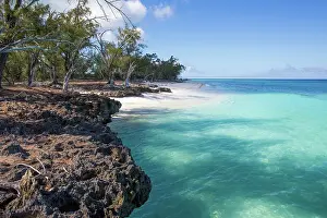 Aldabra Prints: View along the coast and beach with casurina trees