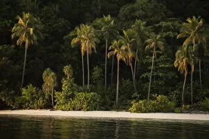 View of coastal beach with palm trees in Raja Ampat, West Papua, Indonesia. Pacific Ocean