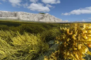 Nick Hawkins Prints: View of colorful seaweeds and rich intertidal zone around Borgles Island, Nova Scotia
