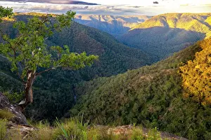 New South Wales Prints: View over dense forest in Bungonia Gorge