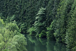 Images Dated 31st May 2009: View from the Esch-Sur-Sre dam of the River Sauer flowing through a forest, Oesling
