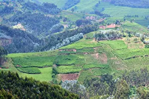Plantation Prints: View over farmland and traditional houses