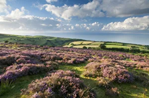 Clouds Prints: View of flowering heather, farmland and coastline near Porlock, Exmoor National Park