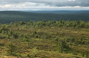Lapland Prints: View of forest landscape, Riisitunturi National Park, Finnish Lapland, Finland. July, 2023