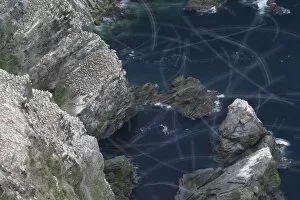 View over Gannet colony (Morus bassanus) with flight trails of birds in flight, Hermaness NNR